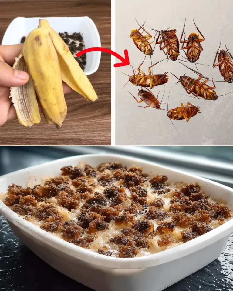 Natural Cockroach Control
