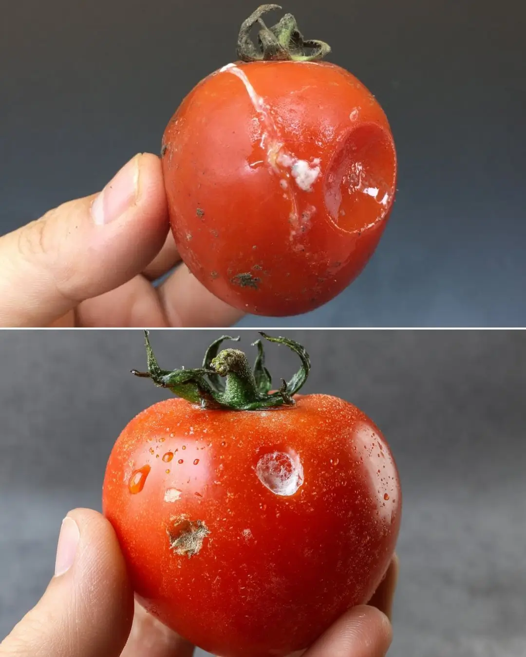 Three Smart Uses for Overripe Tomatoes