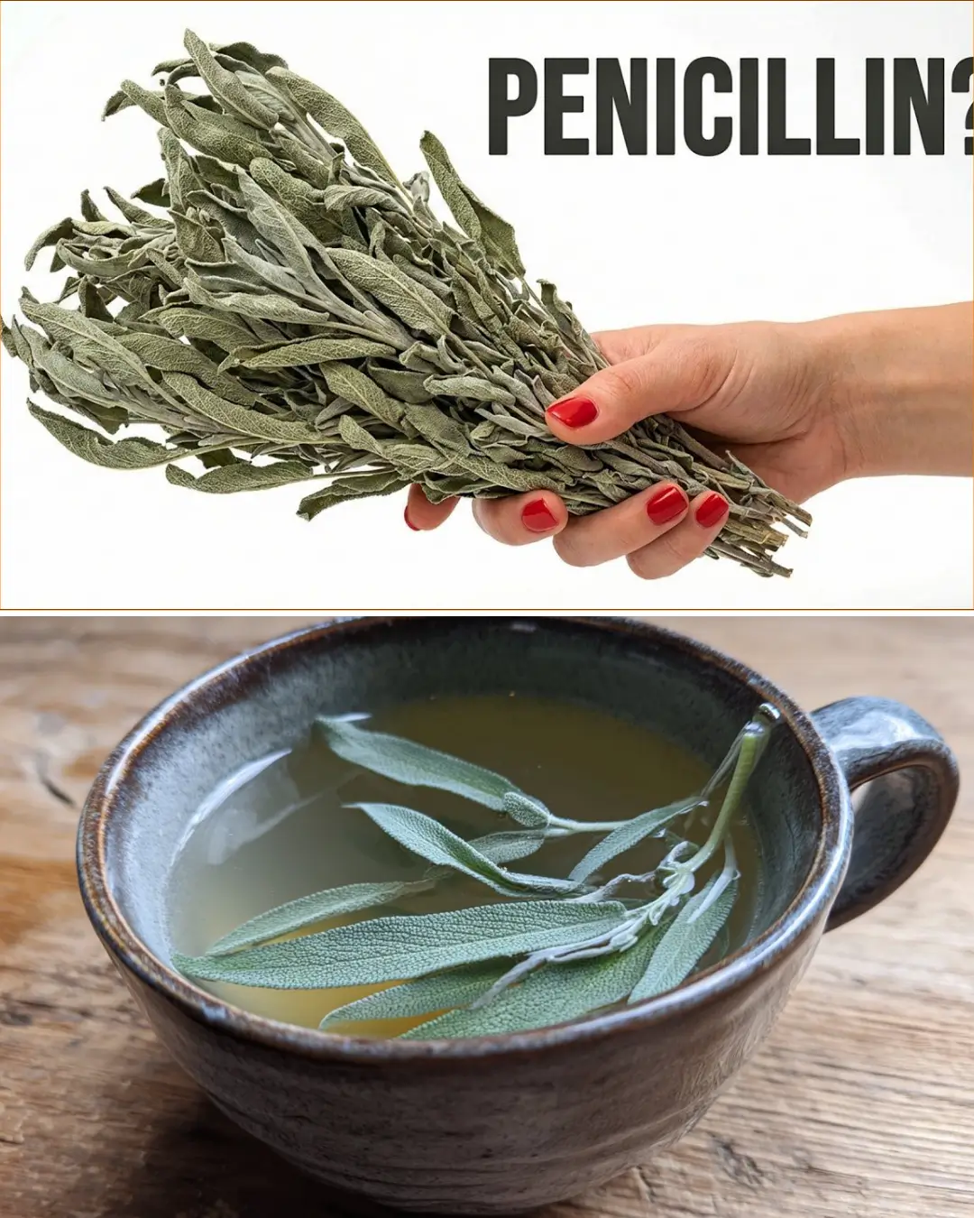 Folk Natural Penicillin