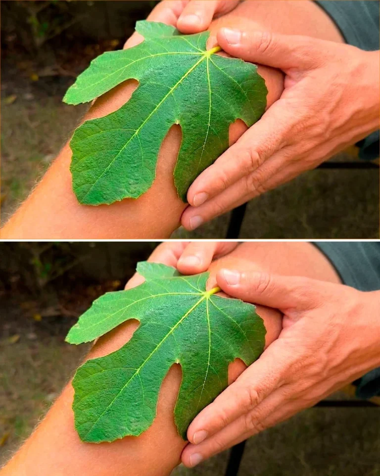 He couldn’t walk because of the pain! This leaf got him back on his feet, bones like new.